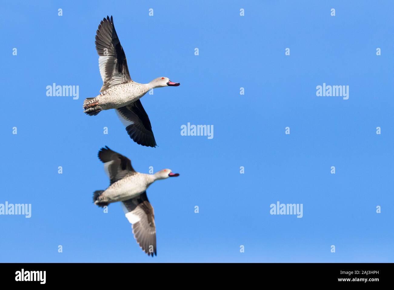 Cape Teal (Anas capensis), two males  in flight showing underparts, Western Cape, South Africa Stock Photo