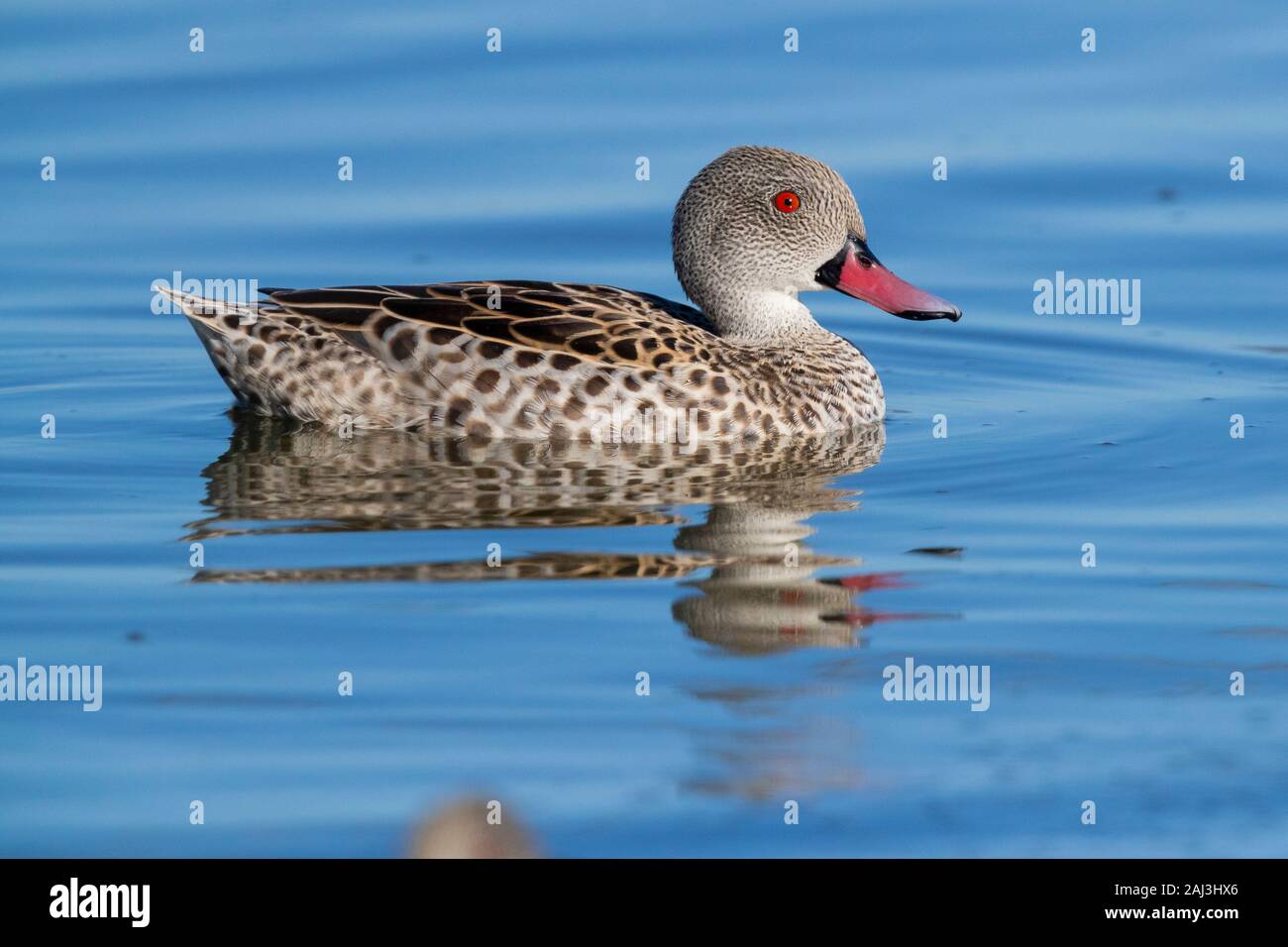Cape Teal (Anas capensis), side view of an adult male swimming in the water, Western Cape, South Africa Stock Photo