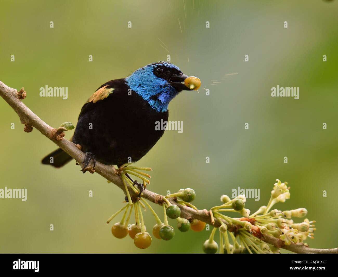 A Blue-Necked Tanager eating a Barries in amazon rainforest Stock Photo