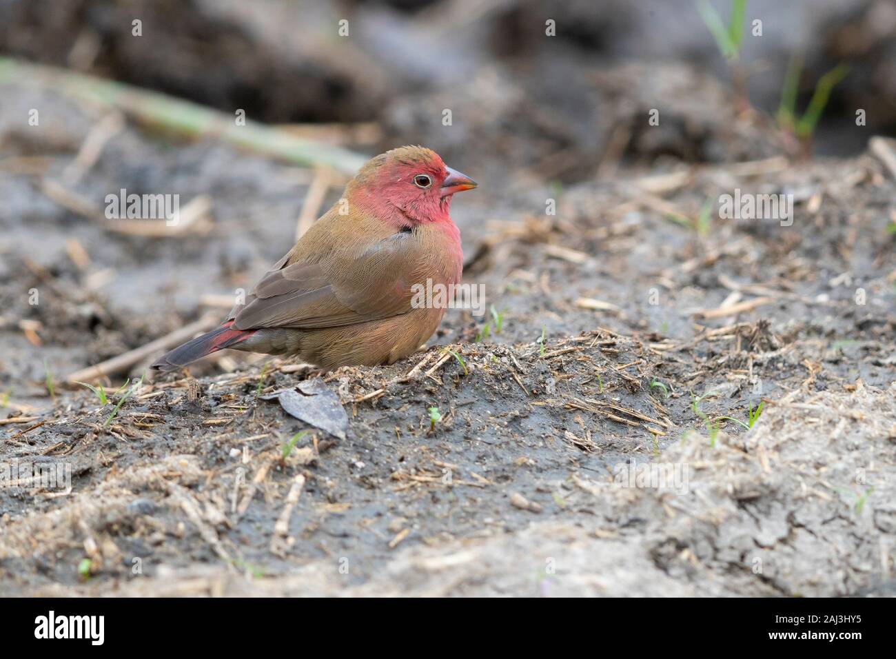 Red-billed Firefinch (Lagonosticta senegala), adult male standing on the ground, Mpumalanga, South Africa Stock Photo