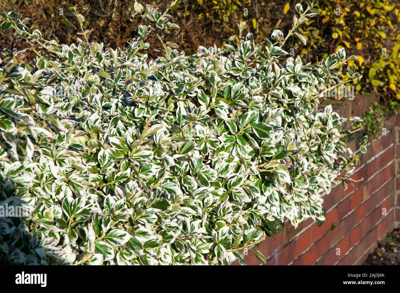 Euonymus or Spindle tree Emerald Gaiety being used to create a formal hedge  It is an evergreen shrub that is fully hardy Stock Photo