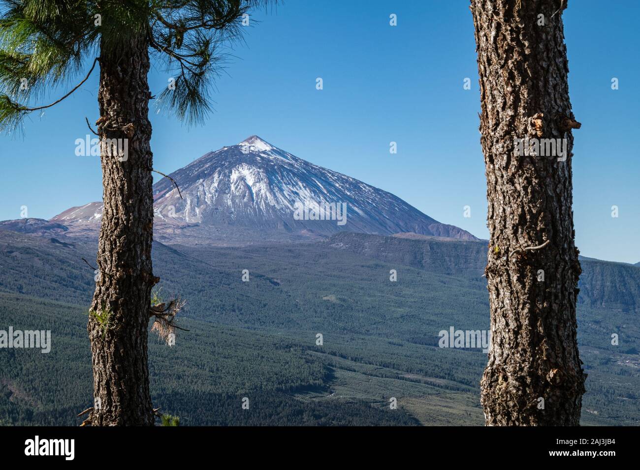 Peak of Mount Teide seen through pine trees from Mirador de Chipeque - one of the viewpoints along the La Esperanza road. Stock Photo