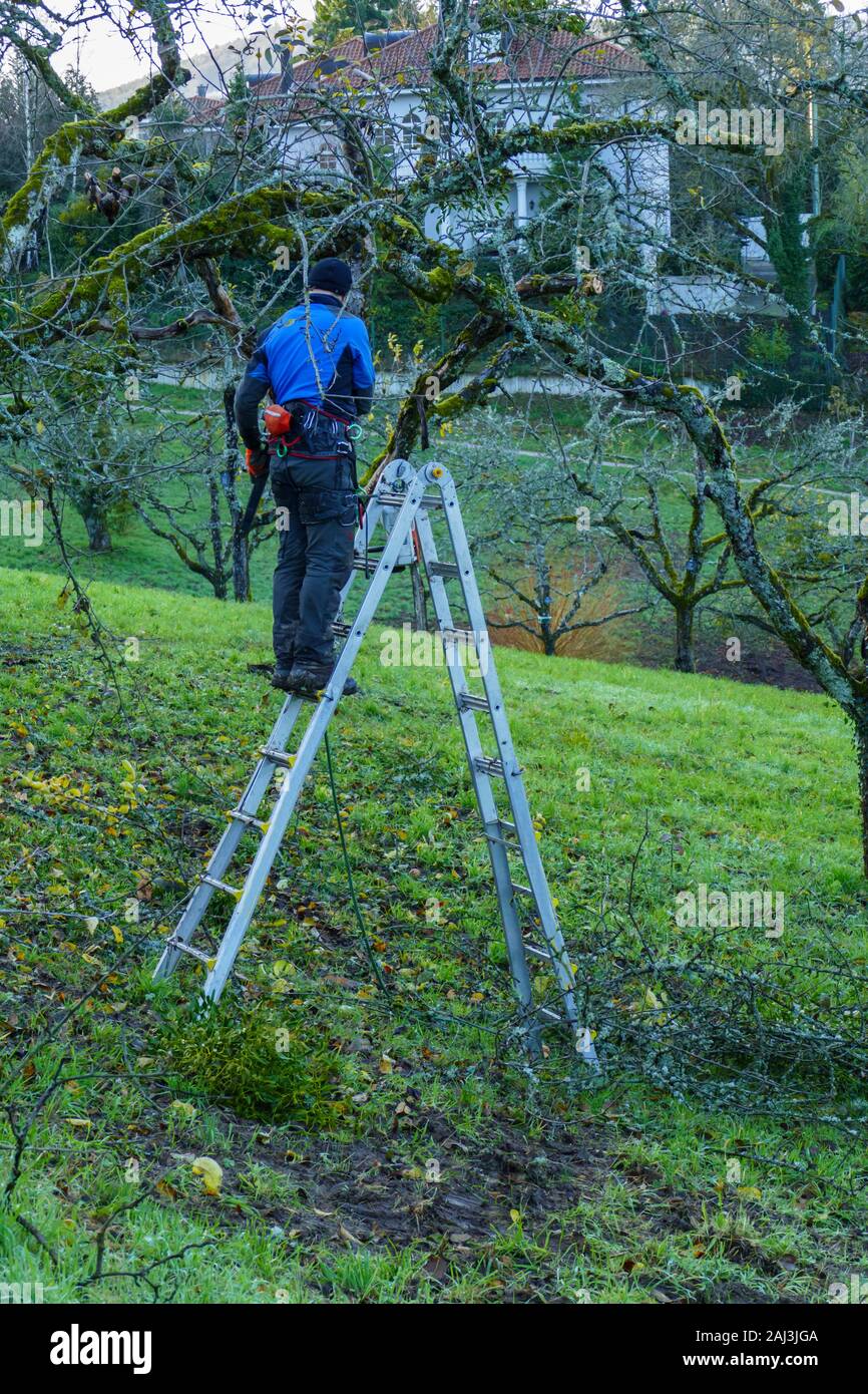 Mann, Baumpfleger auf einer Leiter sägt Äste an einem Baum ab Stock Photo