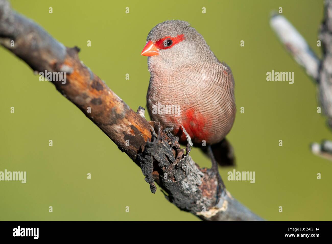 Common Waxbill (Estrilda astrild), front view of an adult perched on a branch, Western Cape, South Africa Stock Photo