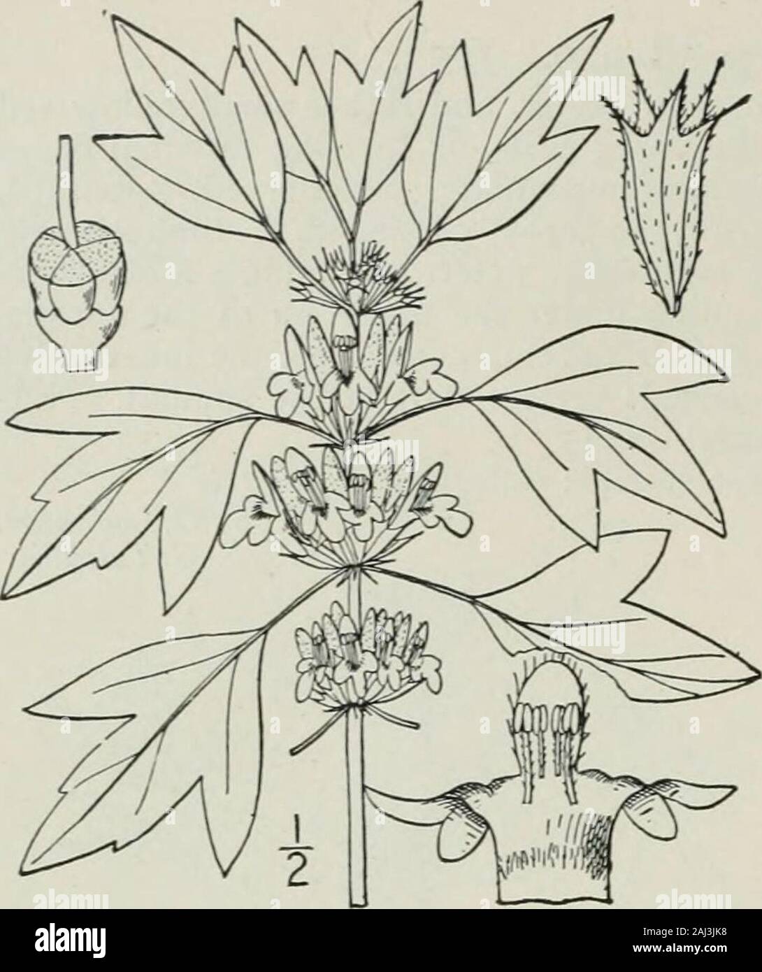 An illustrated flora of the northern United States, Canada and the British possessions : from Newfoundland to the parallel of the southern boundary of Virginia and from the Atlantic Ocean westward to the 102nd meridian . I20 LABIATAE. Vol. III.. I. Leonurus Cardiaca L. ^Motherwort.Fig. 3607. Leonurus Cardiaca L. Sp. PI. 5S4. 1753. Perennial, puberulent; stem rather stout, strict,commonly branched. 2°-5° tall, the branchesstraight and ascending. Leaves membranous,slender-petioled, the lower nearly orbicular, pal-mately 3-5-cleft, 2,-^ broad, the lobes acumi-nate, incised or dentate; upper (flor Stock Photo