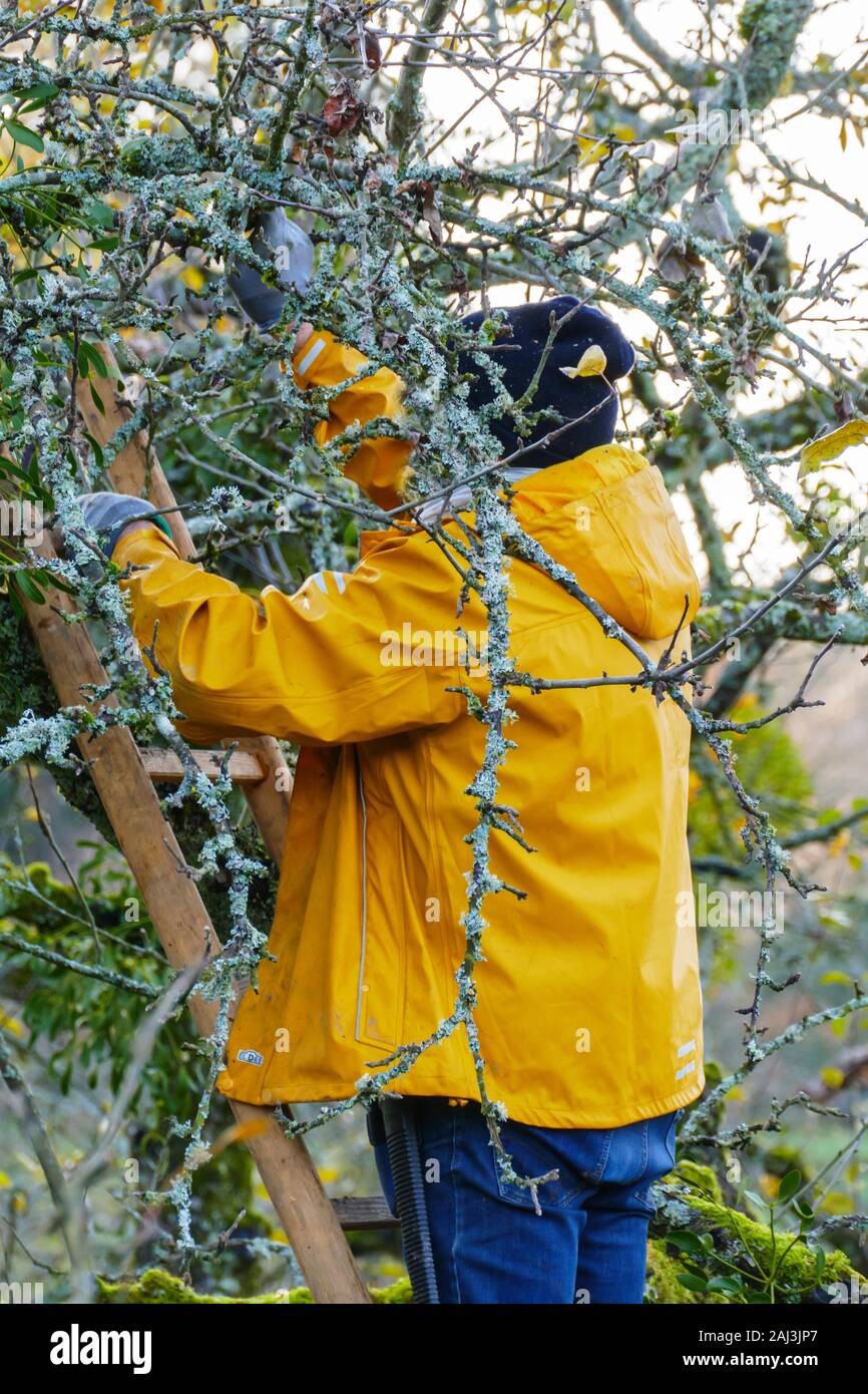 Mann, Baumpfleger auf einer Leiter sägt Äste an einem Baum ab Stock Photo