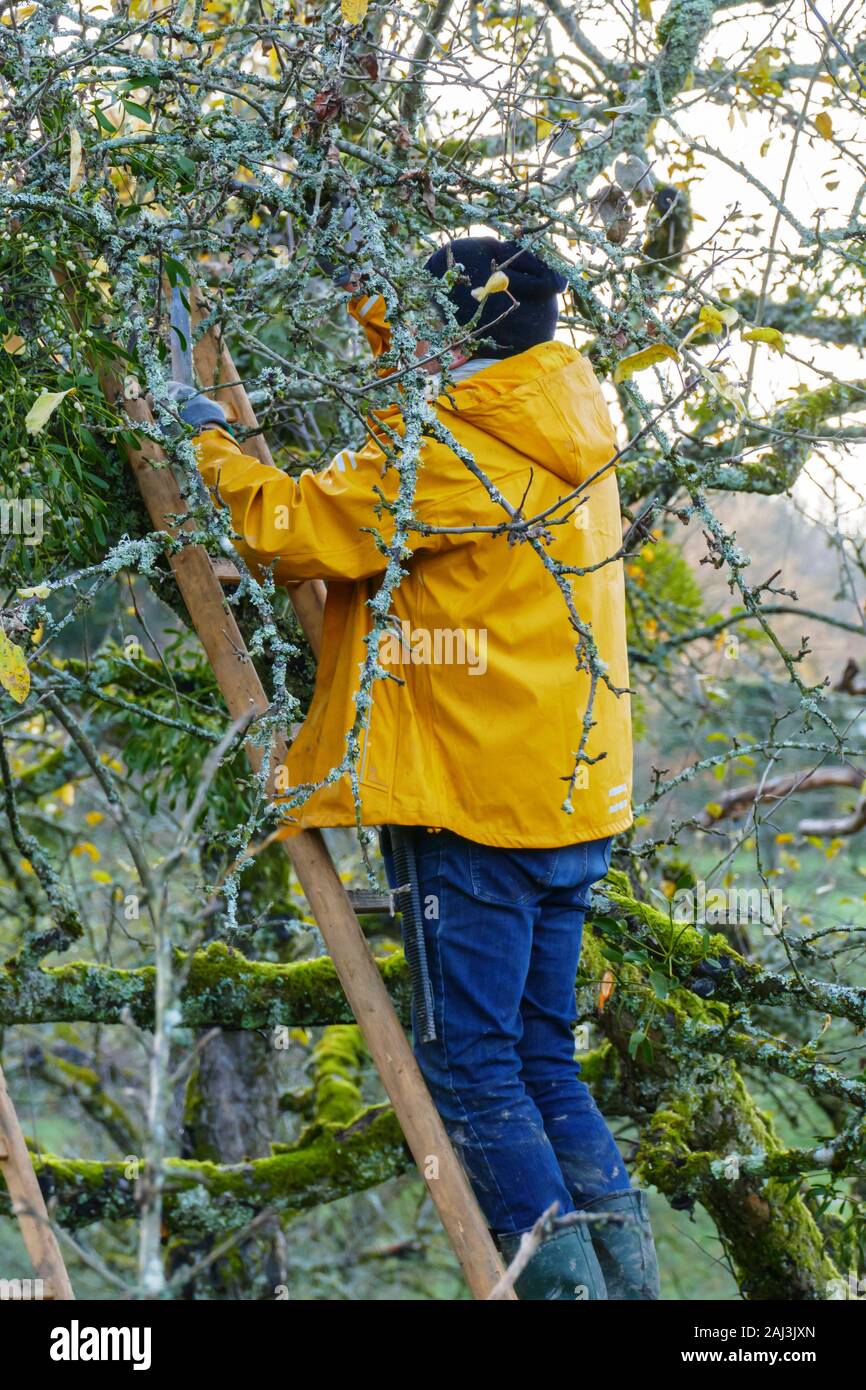 Mann, Baumpfleger auf einer Leiter sägt Äste an einem Baum ab Stock Photo