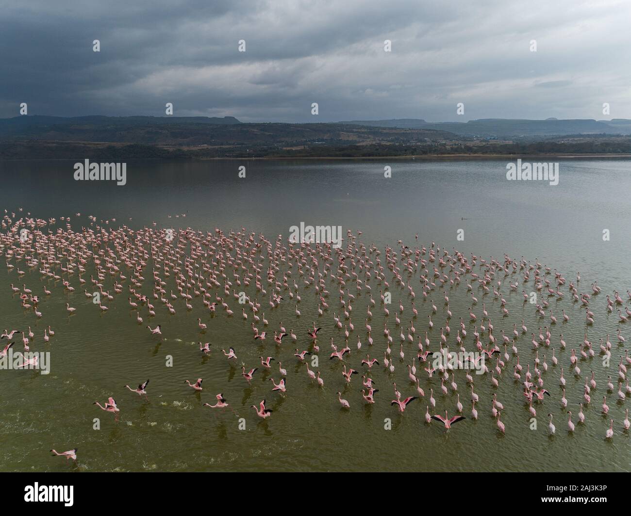 Lesser flamingo, Phoenicopterus minor, Phoenicopteridae, Lake