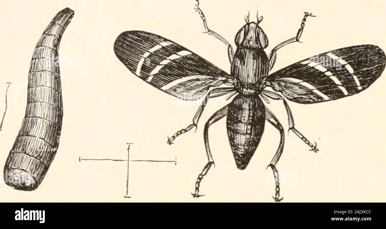 Guide to the study of insects, and a treatise on those injurious and beneficial to crops: for the use of colleges, farm-schools, and agriculturists . 412 DIPTERA.. of AViedemann (Fig. 333 ; «, larva). The fly differs from theAnthomyia ceparnm, besides more important respects, in hav-ing black wings with three broad curved bands. The maggotfeeds in the root thus killing the top of the plant. A species of Trypeta, according to F. Smith, which in Brazilis called the • Berna fry, deposits its eggs in wounds, bothon man and beast. It is remarkable from having the apical segment of the ab-domen elon Stock Photo