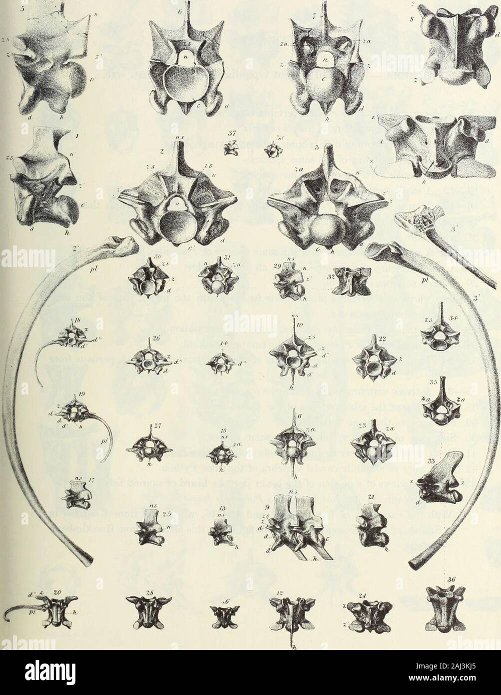 Monograph of the Palaeontographical Society . tv3 *? „? - •:J.ben> ,1 ...