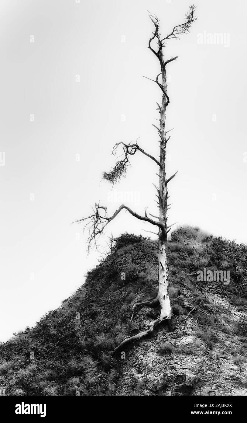 Black and white image of a snag tree at the Oregon Coast Stock Photo