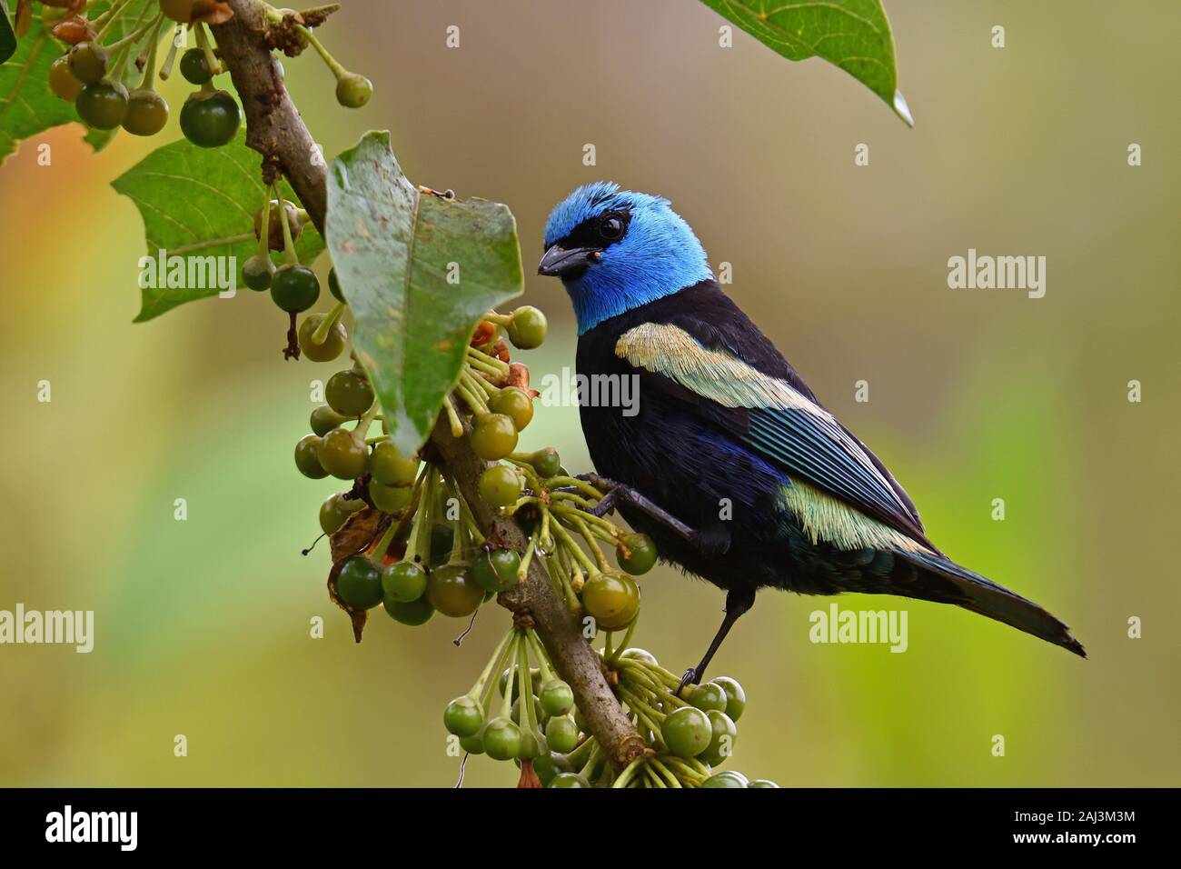 A Blue-Necked Tanager eating a Barries in amazon rainforest Stock Photo