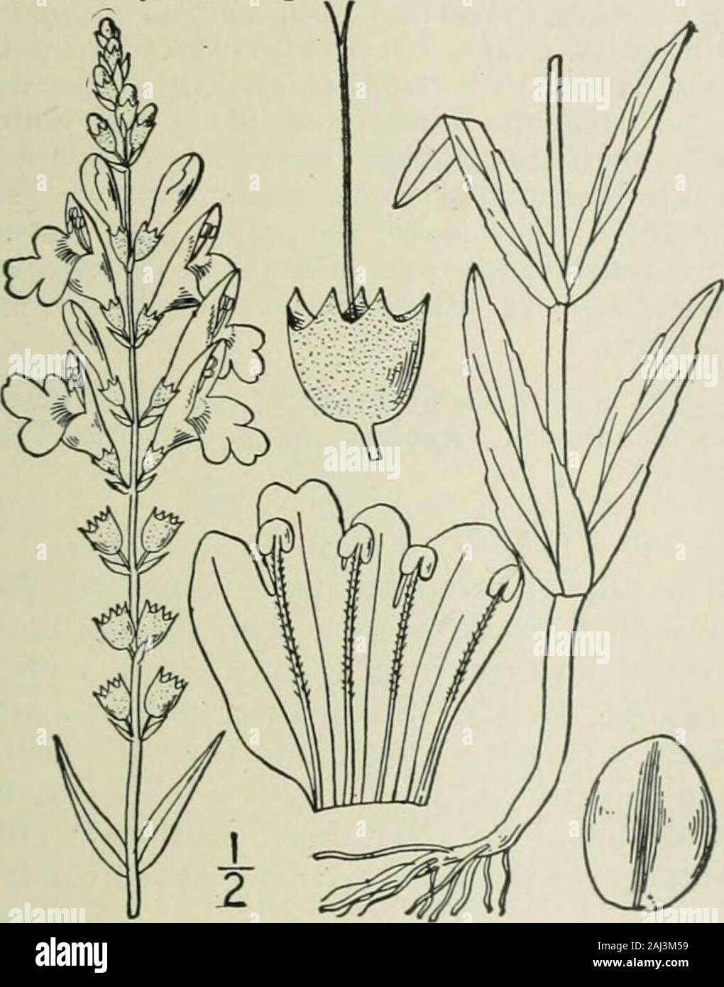 An illustrated flora of the northern United States, Canada and the British possessions : from Newfoundland to the parallel of the southern boundary of Virginia and from the Atlantic Ocean westward to the 102nd meridian . 4, Dracocephalum Nuttallii Britton.pie or Western Lions Heart.Fig. 3602. Physostegia parviflora Nutt.; Benth. in DC. Prodr.12: 434. As synonym. 1848. A. Gray, Proc. Am.Acad. 8: 371. Not Dracocephalum parvifloruniNutt. Stem rather stout, usually simple, i°-3° high.Leaves lanceolate, oblong-lanceolate, or ovate-lanceolate, acute, acuminate, or the lower obtuseat the apex, sharpl Stock Photo