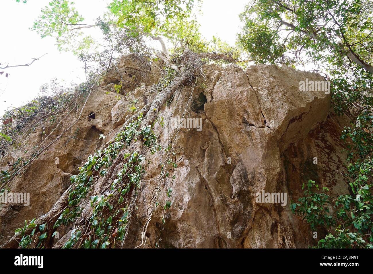 Tree In Cave Trees growing outside a cave ecosystem, the outside of which can be ...