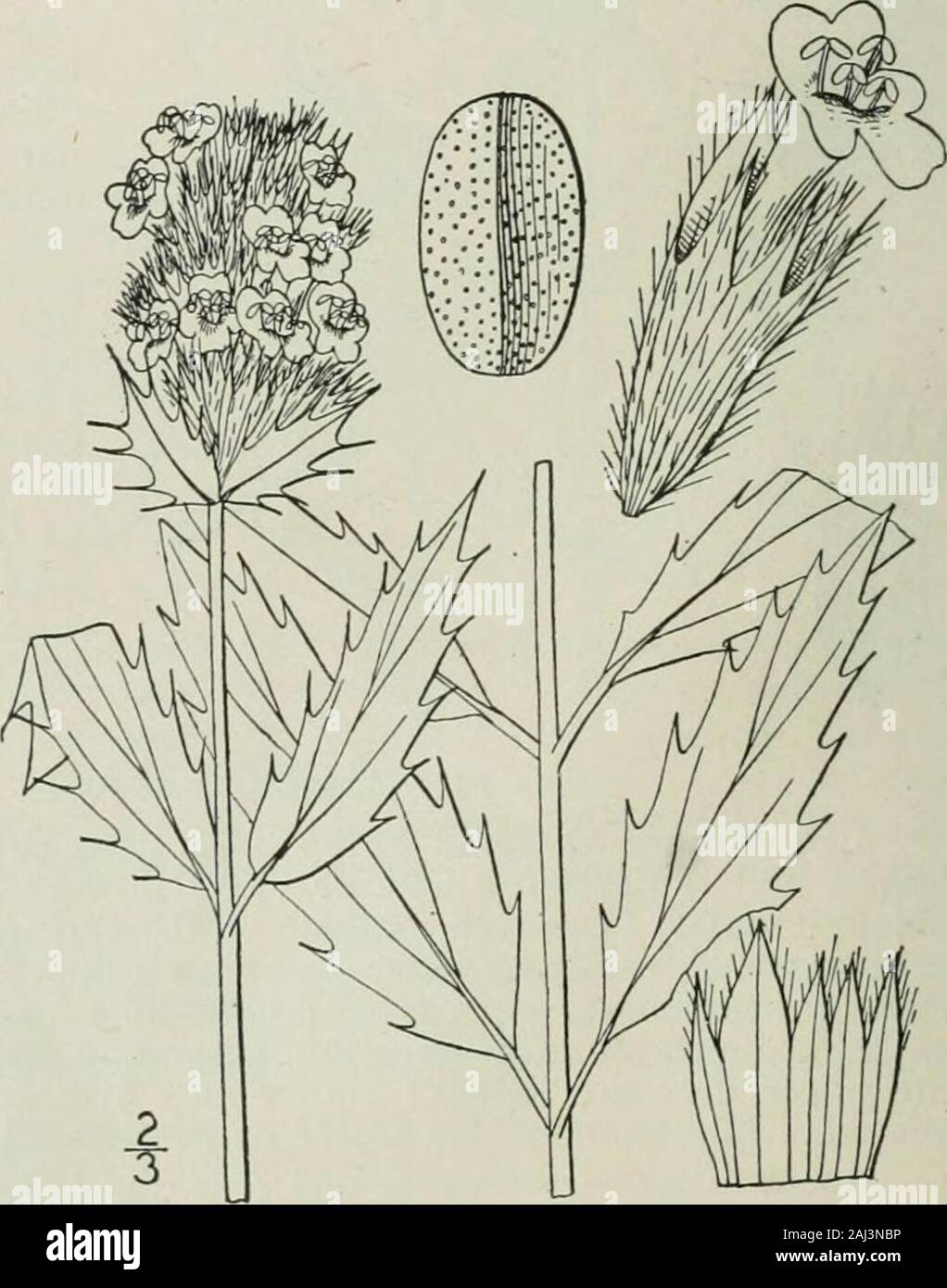 An illustrated flora of the northern United States, Canada and the British possessions : from Newfoundland to the parallel of the southern boundary of Virginia and from the Atlantic Ocean westward to the 102nd meridian . lyx ; clusters mostly axillary. i. M. parviflora. Corolla scarcely exceeding the calyx; clusters mostly terminal, dense. 2. M. Moldarica. I. Moldavica parviflora (Nutt.) Brit-ton. American Dragon-head.Fig- 3596. Dracocephalum parvifloriim Nutt. Gen. 2 : 35.1818. Annual or biennial, somewhat pubescent,or glabrous; stem rather stout, usuallybranched, 6-2° high. Leaves lanceolat Stock Photo