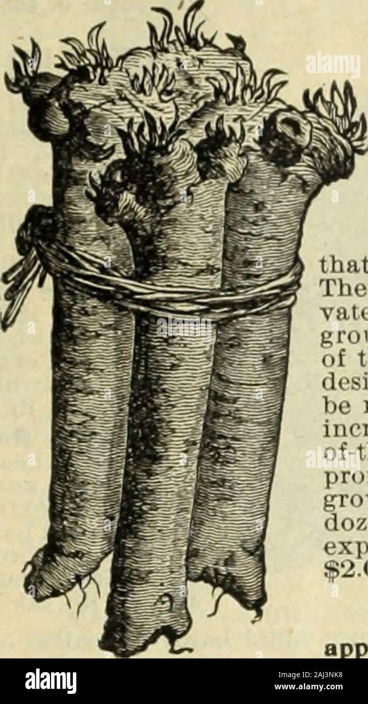Seed Annual Ow Toerminate Requiring Sometimes Ten To Twelve Days Pkt 5c Oz Loc I Lb