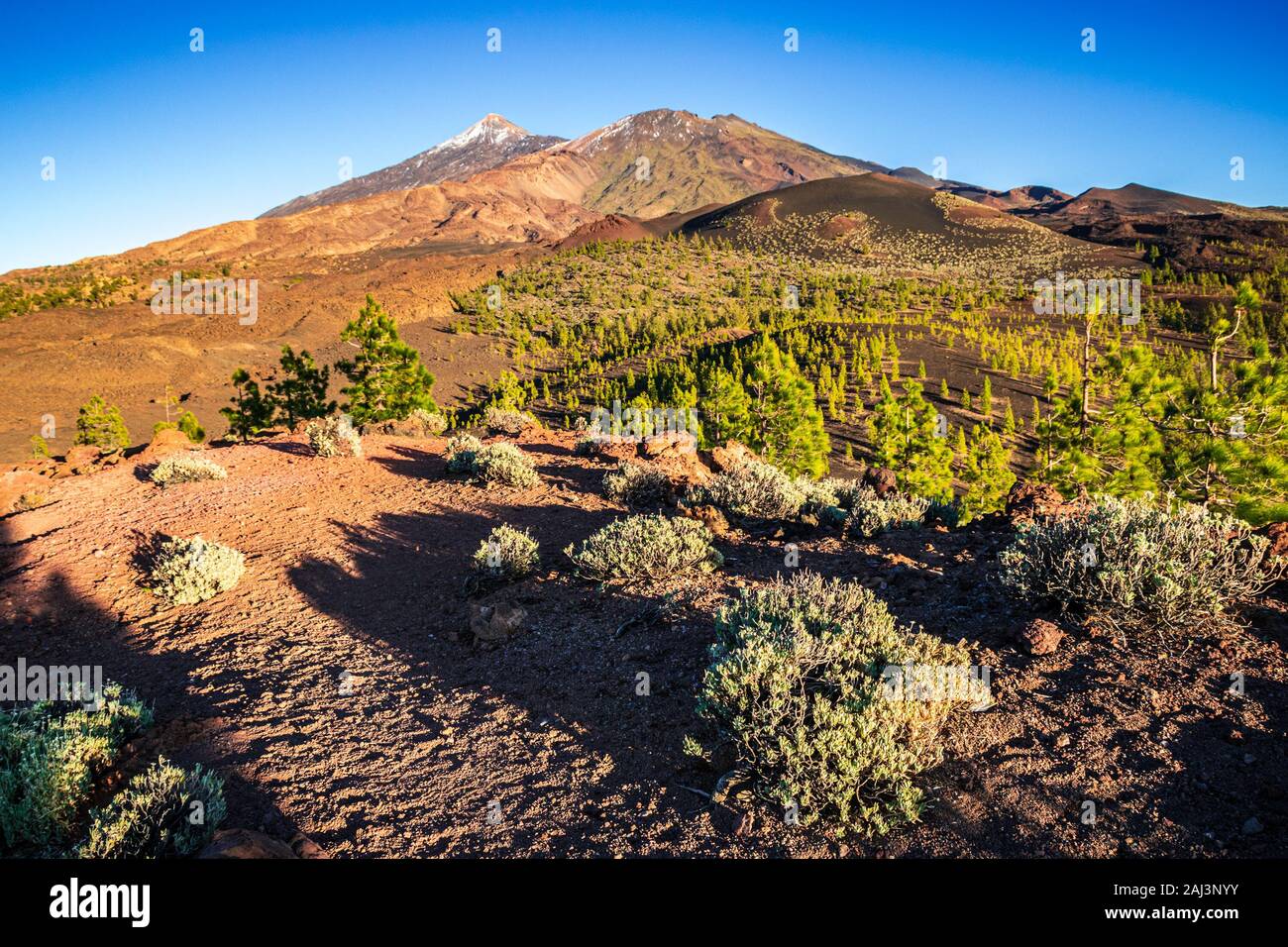 Sunset view from the top of Samara crater in Teide National Park towards the summits of Teide and Pico Viejo surrounded by the pine forest. Stock Photo