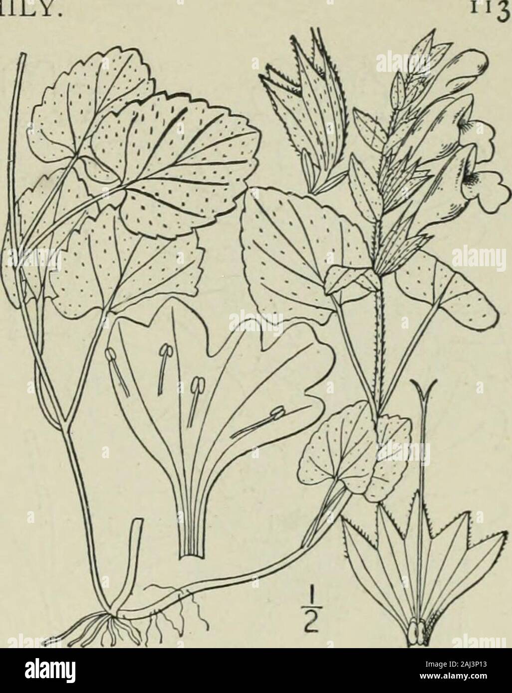 An illustrated flora of the northern United States, Canada and the British possessions : from Newfoundland to the parallel of the southern boundary of Virginia and from the Atlantic Ocean westward to the 102nd meridian . Genus 9. MINT FAMILY. I. Meehania cordata (Nutt.) Britton.Meehania. Fig. 3593. Dracocephalum cordatum Nutt. Gen. 2: 35. 1818.Cedronella cordata Benth. Lab. 502. 1834.Meehania cordata Britton, Bull. Torr. Club 21: 33.pi. 173. 1894. Flowering stems ascending, 3-8 high; stolonsvery slender, leafy throughout, sometimes 2°long. Leaves all broadly ovate or ovate-orbicu-lar, thin, ob Stock Photo