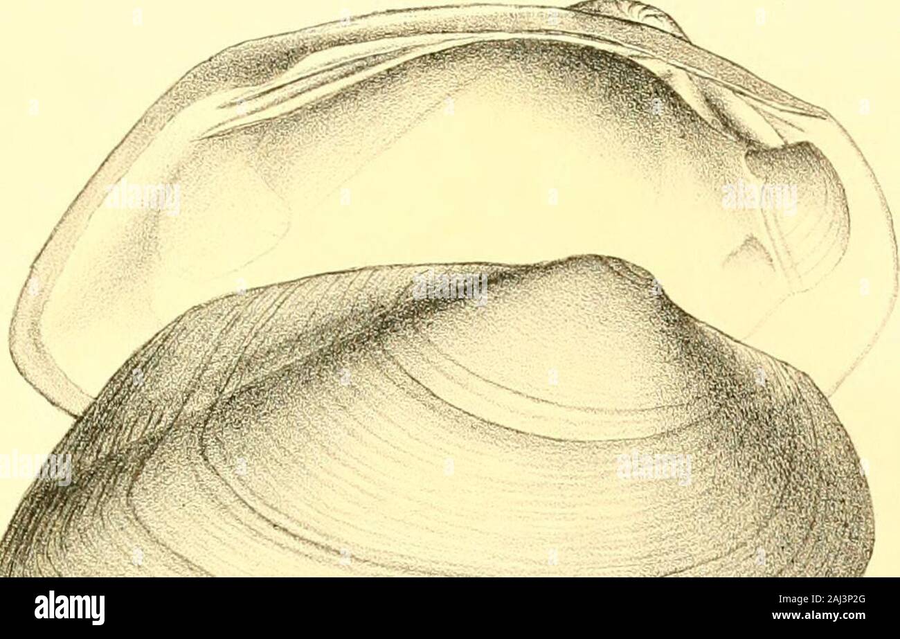 Monography of the family Unionidæ : or, Naiades of Lamarck (fresh water bivalve shells) of North America ... . al near Louisville, whence Mr. Hyde has receivedit. UNIO BLANDINGIANUS. Plate XXIII.—Fig. 2. DESCRIPTION. Shell subtrapezoidal, rather thin, ventricose; ante-rior margin very obtusely rounded; ligament marginmuch elevated, slightly arcuate, angulated at tip, pos-terior margin long, oblique and rectilinear; extremitysubtruncated or obtusely rounded; beaks slightly ele-vated, eroded; umbonial slope rounded, very distantfrom the margin; epidermis finely wrinkled; withinpurplish, with gre Stock Photo