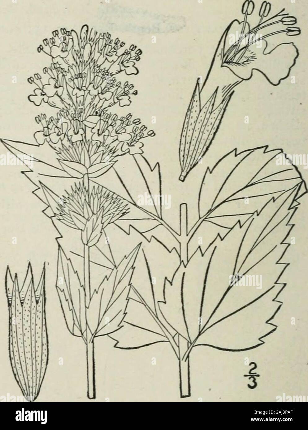 An illustrated flora of the northern United States, Canada and the British possessions : from Newfoundland to the parallel of the southern boundary of Virginia and from the Atlantic Ocean westward to the 102nd meridian . Bull. Torr. Club 21: 32. 1894. A low pubescent spreading or decumbent herb, with long-petioled cordate leaves, trailingleafy stolons, and large blue flowers in terminal secund bracted spikes. Calyx campanulate,15-nerved, slightly 2-lipped, its teeth all lanceolate, acute, the 3 upper longer than the 2 lower.Corolla much exserted, puberulent without, pubescent within, the tube Stock Photo