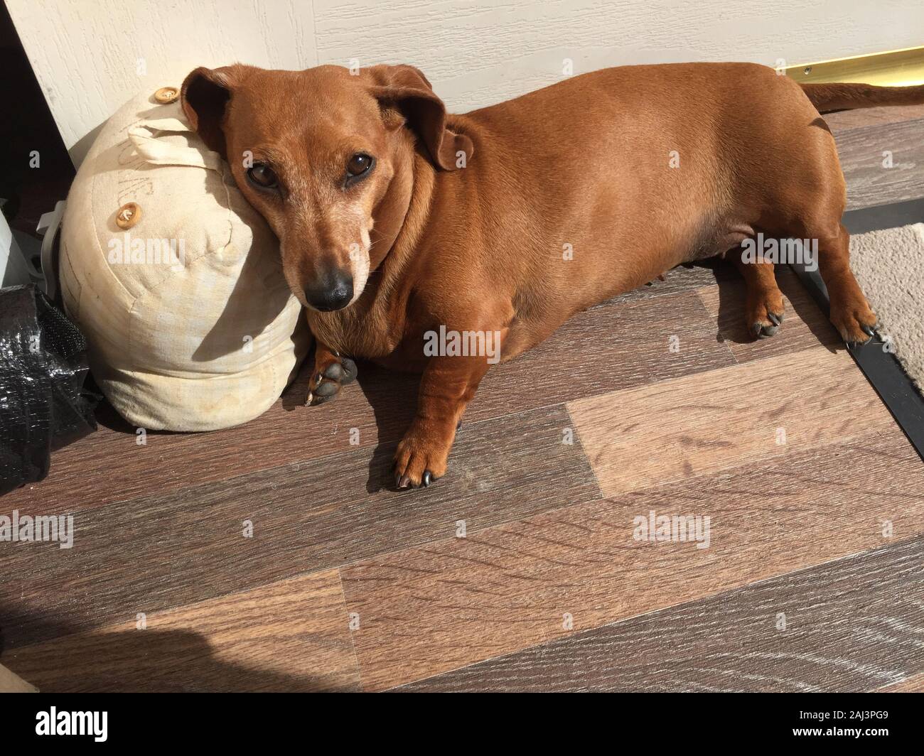 A Miniature Dachshund doing what they enjoy most, resting and sleeping