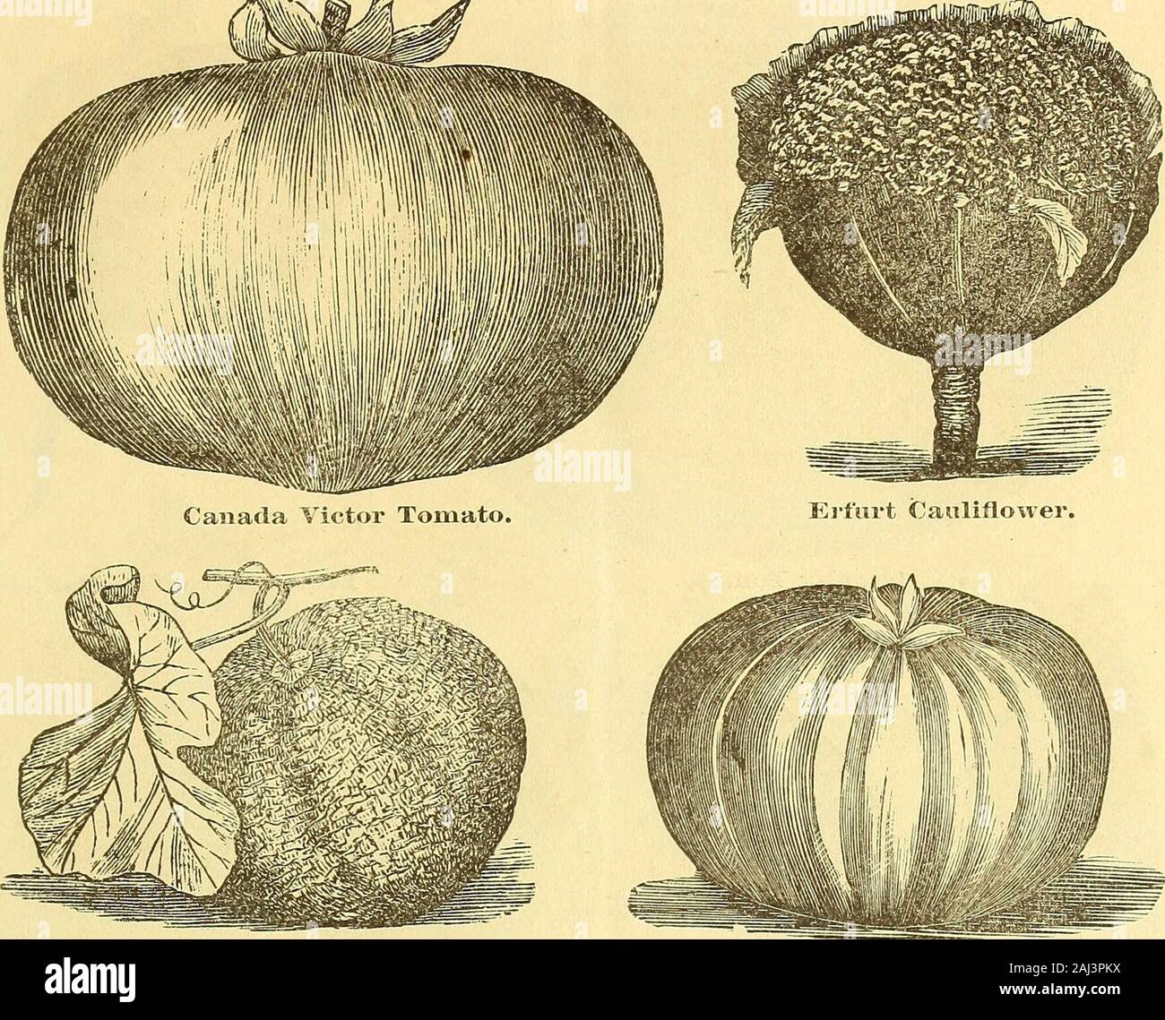 R.H Shumway's annual illustrated garden guide and seed catalogue. . 0 5