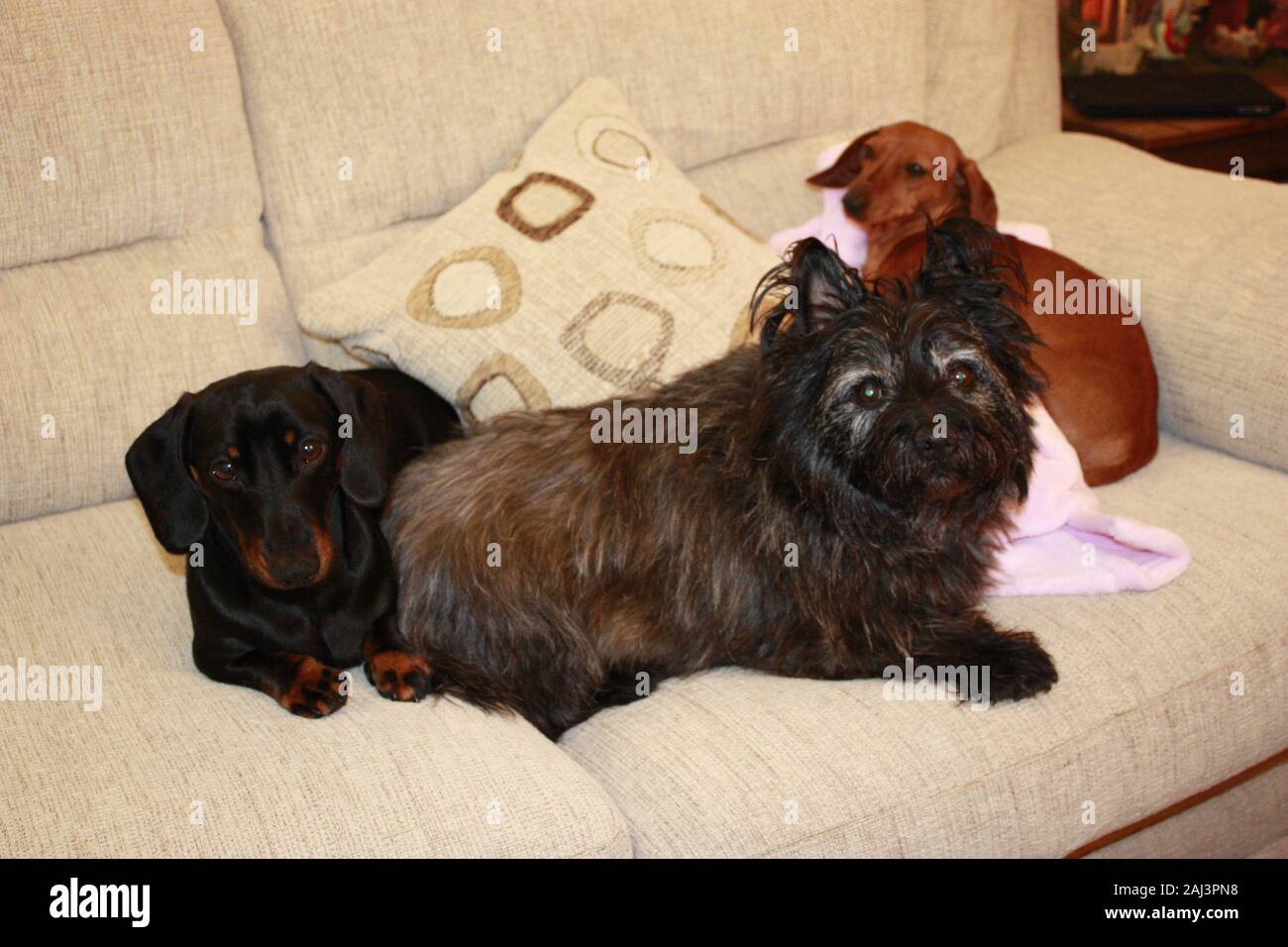 A Miniature Dachshund doing what they enjoy most, resting and sleeping