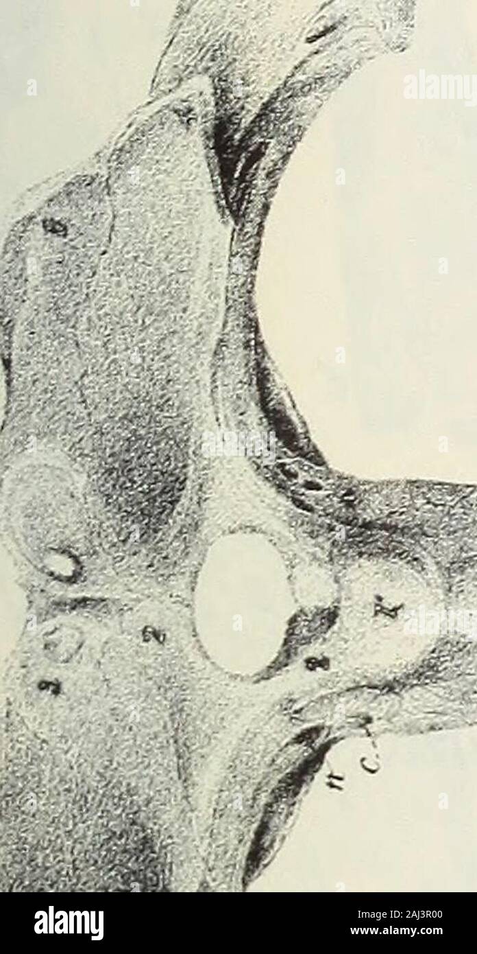 Monograph of the Palaeontographical Society . to ? i TAB. VI.Crocodilia— Crocodilus Hastingsice, half the nat. size. Kig. 1. Upper view of the skull. 2. Baek view of ditto. 3. Eetopterygoids (25) and pterygoids (24), with the posterior aperture of the nostril. T. 17.. Stock Photo