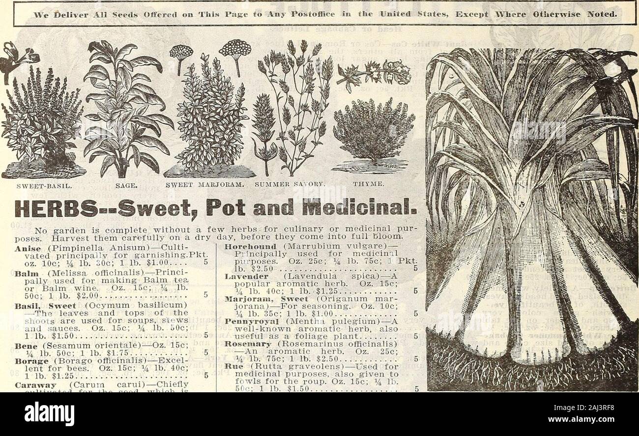 Farm and garden annual : spring 1907 . AVe DELIVER ALL SEEDS offered on this page FREE TO ANY POST-OFFICE in the UNITED STATES. 20 CURRIE BROTHERS COMPANY, MILWAUKEE, WIS.. SWEET-BASIL. SWEET MAKJORAM. SUJIJIER SAVORY. HERBS—Sweet^ Pot and Medicinal. No garden is complete without a few herbs for culinary or medicinal pur-poses. Harvest them carefully on a dry day, before they come into full bloom.Anise (Pimpinella Anisum)—Culti-vated principally for garnishing.Pkt. oz. 10c; % lb. 30c; 1 lb. $1.00.. Balm (Melissa officinalis)—Princi-pally used for making Balm teaor Balm wine. Oz. 15c; Vi lb.50c Stock Photo
