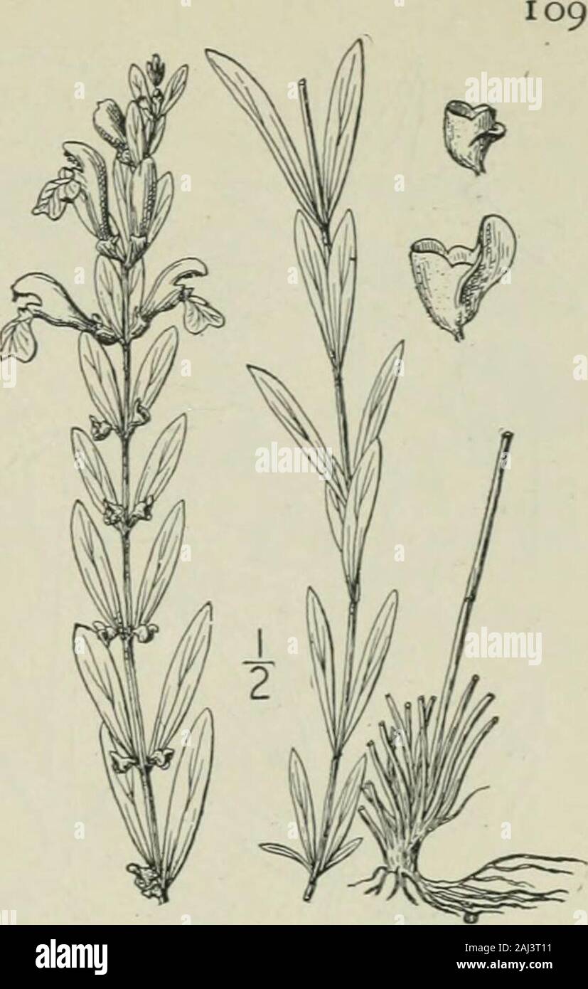 An illustrated flora of the northern United States, Canada and the British possessions : from Newfoundland to the parallel of the southern boundary of Virginia and from the Atlantic Ocean westward to the 102nd meridian . II. Scutellaria saxatilis Riddell. RockSkullcap. Fig. 3585. S. saxatilis Riddell, Suppl. Cat. PI. Ohio, 14. 1836. Perennial by filiform runners or stolons,glabrate or sparingly puberulent; stem slen-der, weak, ascending or reclining, simple orbranched, 6-2o long. Leaves ovate, slender-petioled, thin, coarsely crenate. obtuse at theapex, cordate at the base, i-2 long, or thelow Stock Photo