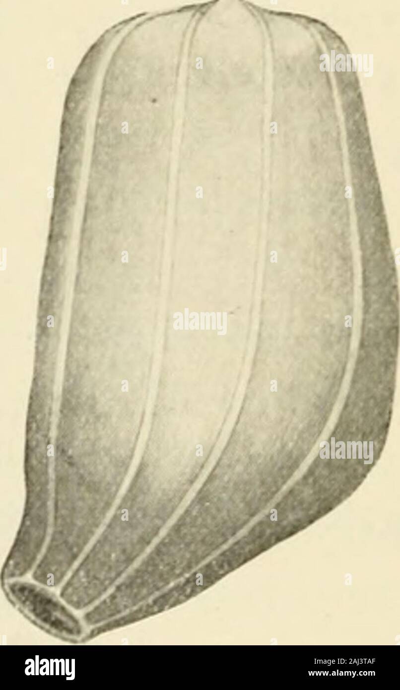 Recueil des travaux botaniques néerlandais . Fig. 1. Macrozamia corallipes; seed seen from above, § 18. Ceratozamia mexicana Brongn.Material: Garden Maastricht *.In gênerai shape and organization the seed resemblesthat of Encephalartos and Macrozamia.. Stock Photo