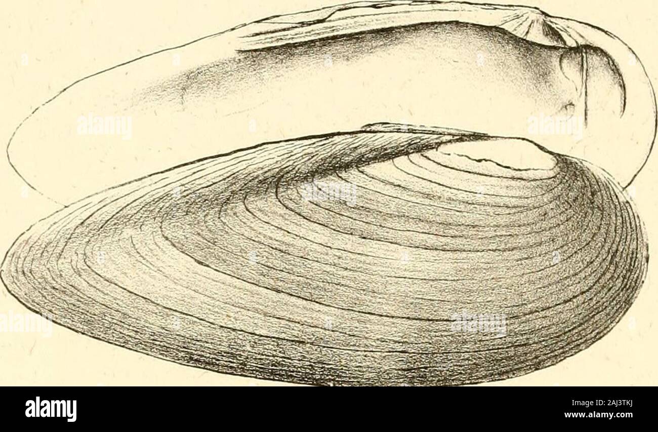 Unionidae Shell Monography of the family Unionidæ : or, Naiades of Lamarck (fresh water ...