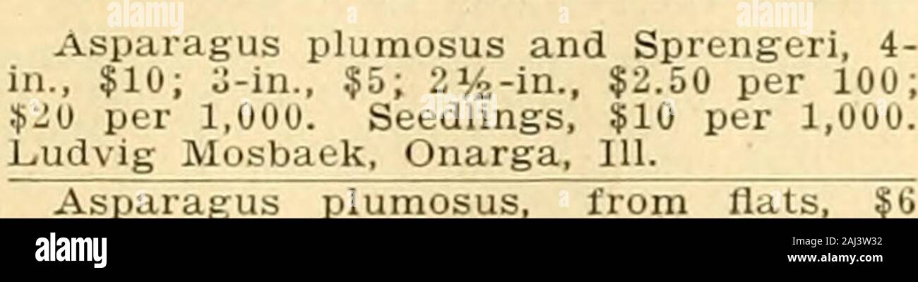 The American florist : a weekly journal for the trade . PARAGUS. Asparagus plumosus, 2-in., $3 per100; 3-in., $6. Sprengeri, 2-in., $3 per100; 3-in., $6; 4-in., $1.25 per doz.; 5-in.,$2. Scandens DeH, 3-in., $1.50 per doz.;4-in., $2 per doz. George Wittbold Co.,1657 Buckingham PI., Chicago. Asparagus plumosus, 2-in., $3 per 100;$25 per 1,000. 2&gt;/4-in., $4 per 100; $40per 1,000. 3-in., $7 per 100; $65 per1,000. Strong seedlings, $1.50 per 100;$12 per 1,000. Vaughans Seed Store,Chicago and New York. ^  Asparagus plumosus nanus, 214-in., $2per 100; seedlings, $1 per 100; $9 per1,000, or will e Stock Photo