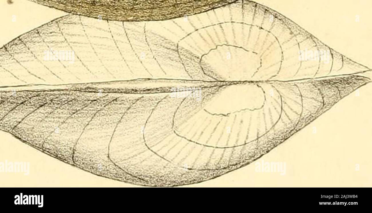 Monography of the family Unionidæ : or, Naiades of Lamarck (fresh water bivalve shells) of North America ... . sjS:. in in ?tiividiSjRjaf. Z.Unio oclivcLc&us, Say, 35 SYNONYMES. U. crassus, Say. Nich. Enc. (Amer. ed.) art. Conch, pi. i. fig. 8. old male.IL crassidens, var. c. Lam. An. sans vert. vol. vi. p. 71.U. ligamentina, ib. p. 72. U. ellipticus, Barnes. Sillimans Jour. vol. vi. p. 259. male.U. suBORBicuLATUs, Hildreth. Sillimans Jour. vol. xiv. female.U. abruptus, Say. Amer. Conch, pi. 17, female, var. A. male.U. cyclops, Raf. Contin. of Monog. p. 2, female.Cab. A. N. S. No. 358. OBSERVA Stock Photo