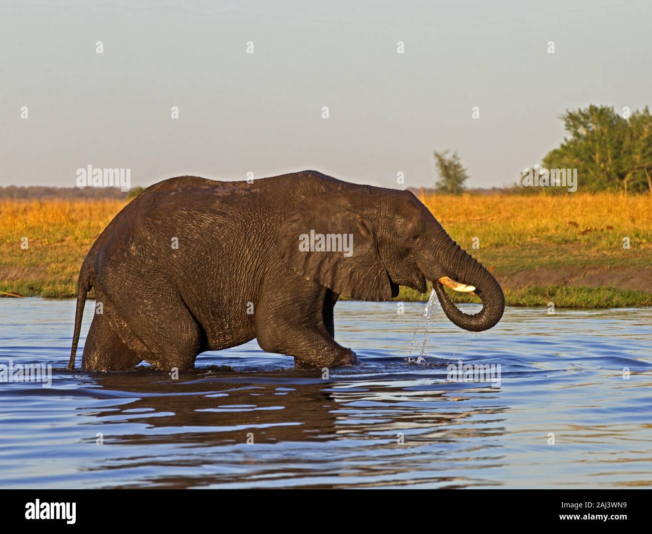 African bush elephant walking in river Stock Photo - Alamy