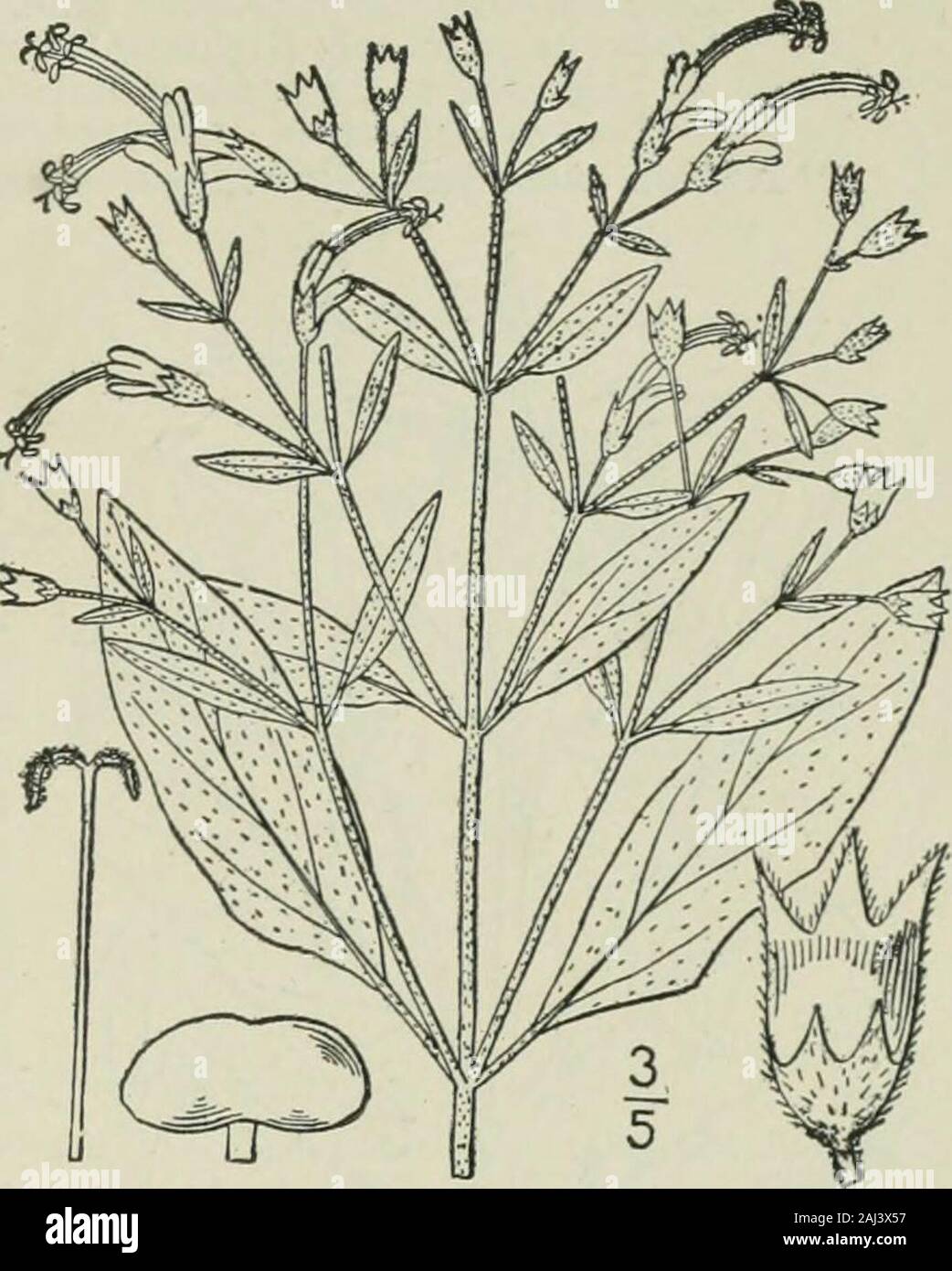 An illustrated flora of the northern United States, Canada and the British possessions : from Newfoundland to the parallel of the southern boundary of Virginia and from the Atlantic Ocean westward to the 102nd meridian . 2. Trichostema lineare Nutt. Narrow-leavedBlue Curls. Fig. 3574. T. brachiatum Lam. Encycl. 8: 84. 1808. Not L. 1753.Trichostema lineare Nutt. Gen. 2: 39. 1818. Puberulent or glabrous, not viscid or scarcely so;stem very slender, at length widely branched, 0-18high, the branches ascending. Leaves linear, obtuseor subacute, sessile or very short-petioled, i-2 long,I -2 wide, so Stock Photo
