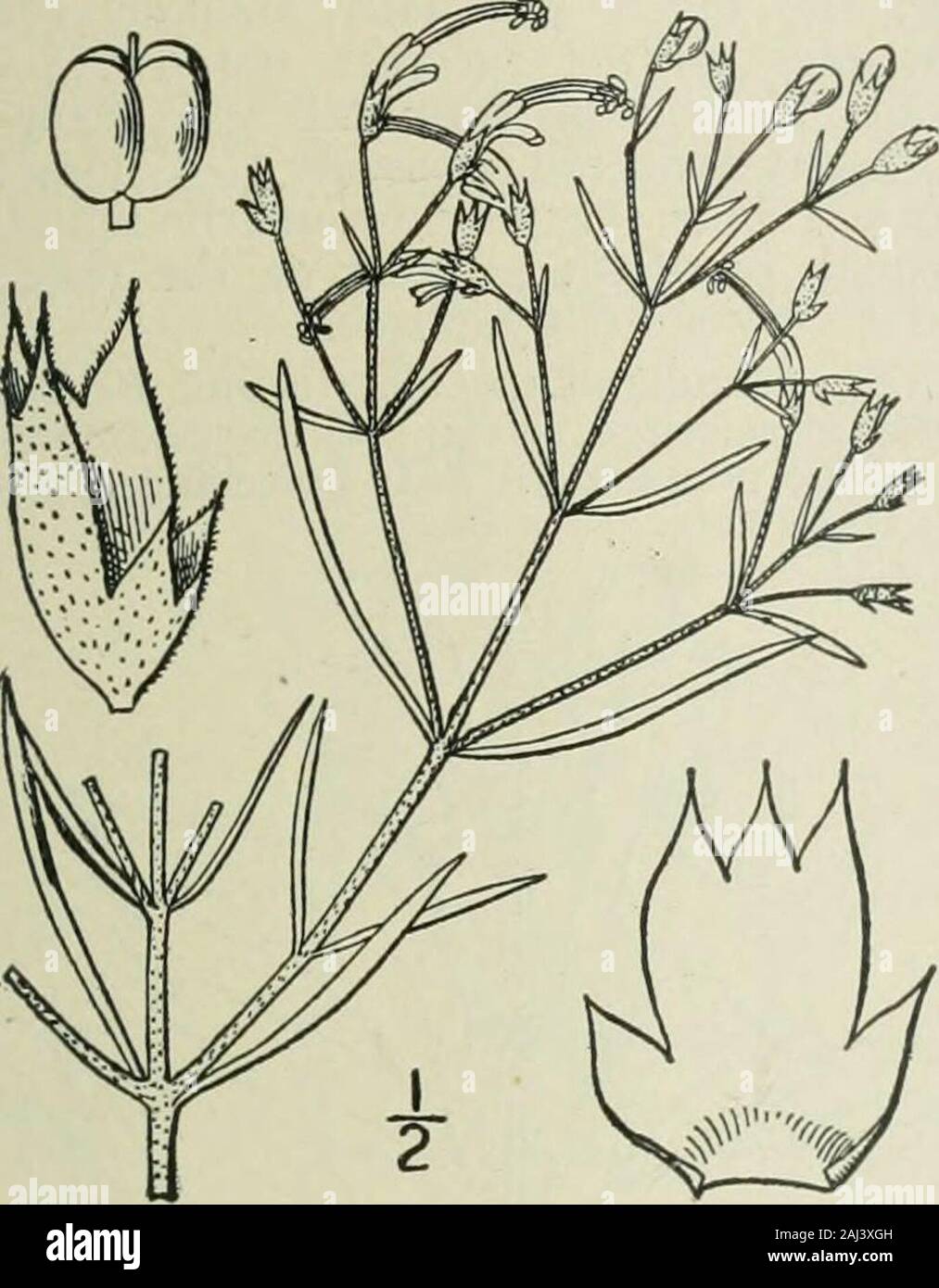 An illustrated flora of the northern United States, Canada and the British possessions : from Newfoundland to the parallel of the southern boundary of Virginia and from the Atlantic Ocean westward to the 102nd meridian . Genus 4. MINT FAMILY. 105 I. Trichostema dichotomum L Trichostema dicliotomum L. Sp. PI. 598. 1753. Annual, minutely yiscid-pubescent; stem slen-der, rather stifif, much branched, 6-2° high, thebranches spreading or ascending. Leaves oblongor oblong-lanceolate, membranous, obtuse or sub-acute at the apex, narrowed at the base into shortpetioles, 1-3 long, 3-io wide, the upper Stock Photo