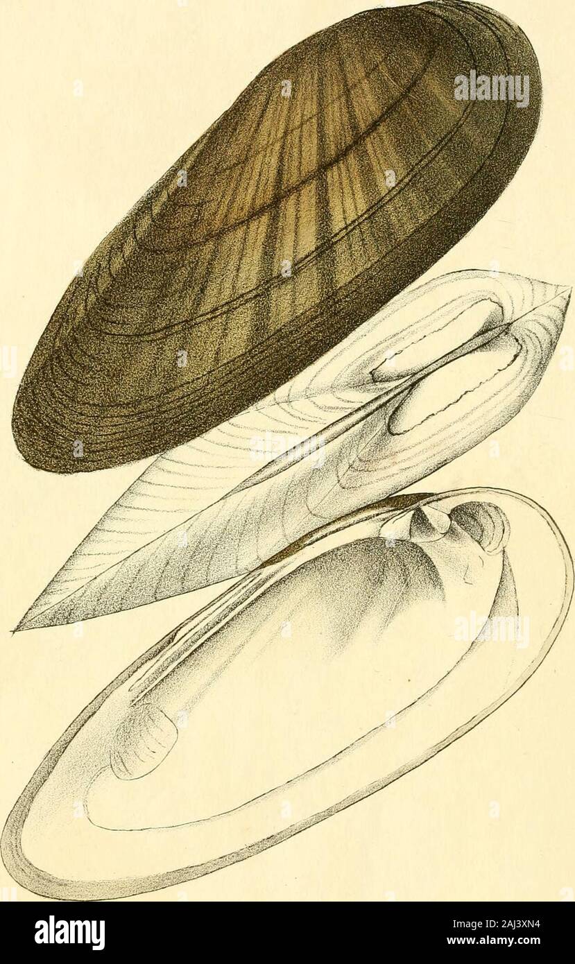 Monography of the family Unionidæ : or, Naiades of Lamarck (fresh water bivalve shells) of North America ... . I i n in /rurliK-iu.v ?? ,%, . turn i al.alu-i , Ltd. Jan CONTENTS. Plate XI 5 Fi&-*&gt; Unio pectorosus.I ,.2, Unio fasciolus. -v-tt 5 Fig. 1, Unio congarseus. ^ I „ 2, Unio Masoni. XIII $ ^lff*1 ^n^° c°ccineus. c „ 2, Unio catilJus. ^•jy S Fig. 1, Unio productus.    , X r3, 2, Unio lanceolatus.„ XV. Unio rectus. JVo. 4. MONOGRAPHY OF THE FAMILY UNIONID^E, OR NAIADES OP LAMARCK, (FRESH WATER BIVALVE SHELLS,) NORTH AMERICA, ILLUSTRATED BY FIGURES DRAWN ON STONE FROM NATURE. BY T. A. C Stock Photo