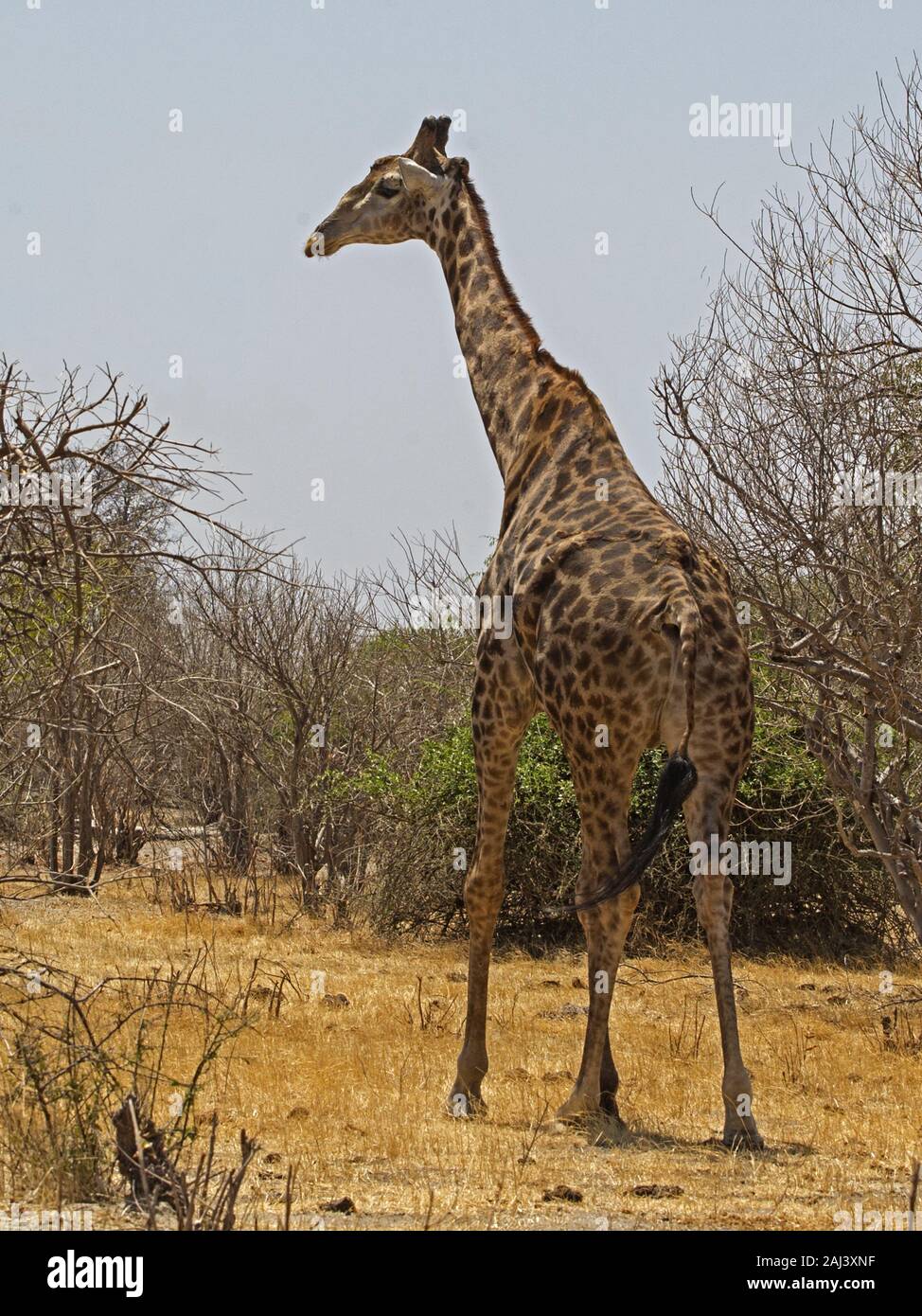 Namibian giraffe standing Stock Photo
