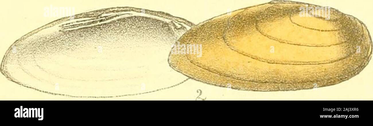 Monography of the family Unionidæ : or, Naiades of Lamarck (fresh water bivalve shells) of North America ... . I i n in /rurliK-iu.v ?? ,%, . turn i al.alu-i , Ltd. Jan CONTENTS. Plate XI 5 Fi&-*&gt; Unio pectorosus.I ,.2, Unio fasciolus. -v-tt 5 Fig. 1, Unio congarseus. ^ I „ 2, Unio Masoni. XIII $ ^lff*1 ^n^° c°ccineus. c „ 2, Unio catilJus. ^•jy S Fig. 1, Unio productus.    , X r3, 2, Unio lanceolatus.„ XV. Unio rectus. JVo. 4. MONOGRAPHY OF THE FAMILY UNIONID^E, OR NAIADES OP LAMARCK, (FRESH WATER BIVALVE SHELLS,) NORTH AMERICA, ILLUSTRATED BY FIGURES DRAWN ON STONE FROM NATURE. BY T. A. C Stock Photo