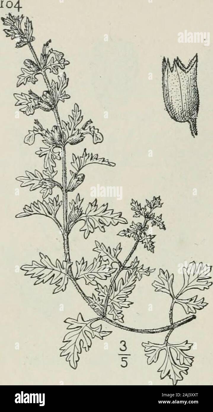 An illustrated flora of the northern United States, Canada and the British possessions : from Newfoundland to the parallel of the southern boundary of Virginia and from the Atlantic Ocean westward to the 102nd meridian . LABIATAE. Vol. III. 6. Teucrium botrys L. Cut-leaved Annual Ger-mander. Fig. 3571. Teucrium botrys L. Sp. PI. 562. 1753. Annual, villous-pubescent, branched, 1° high or less.Leaves slender-petioled, deeply pinnatifid into oblong,entire or toothed lobes, the basal ones with petioleslonger than the blades; flowers whorled in the upperaxils; pedicels shorter than the calyx; calyx Stock Photo