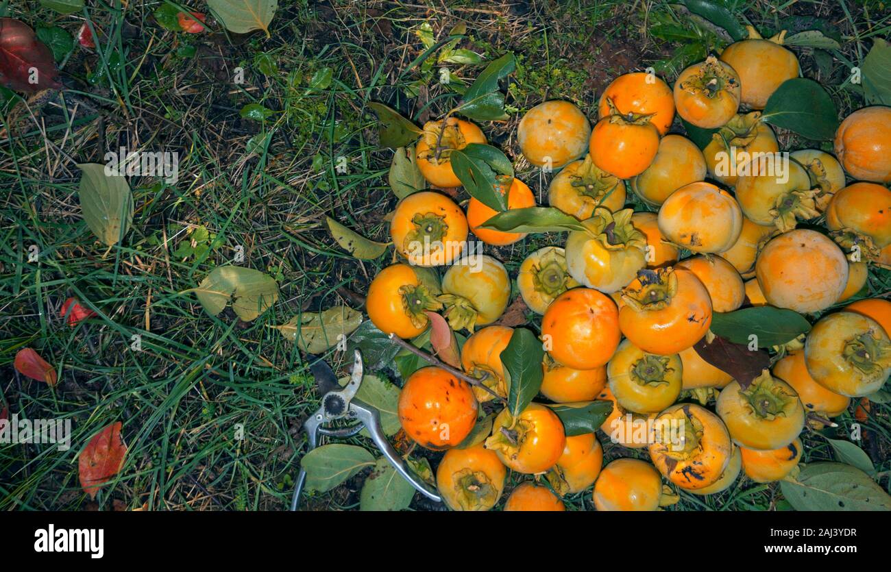 harvesting persimmon orange ripe fruits in autumn season Stock Photo