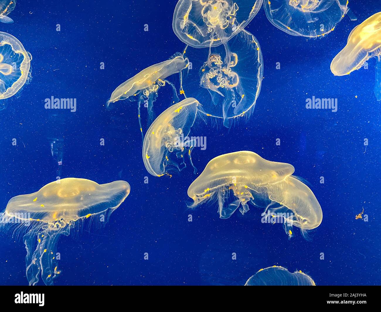 Orlando,FL/USA12/25/19 An aquarium of translucent orange and yellow jellyfish swimming at