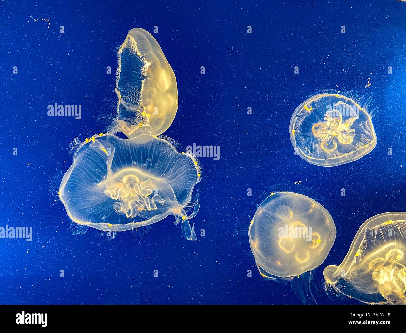 Orlando,FL/USA12/25/19 An aquarium of translucent orange and yellow jellyfish swimming at