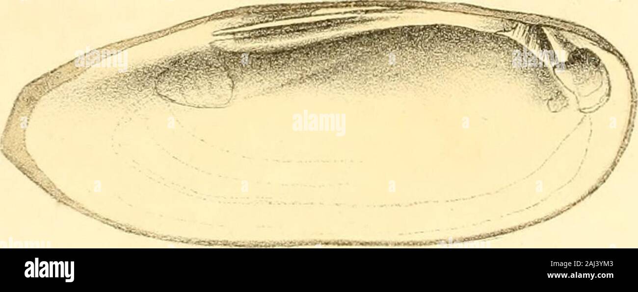 Unionidae Shell Naiades hi-res stock photography and images - Alamy