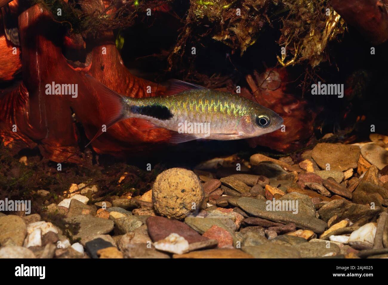 Cyprinid fish Enteromius rohani in a freshwater aquarium Stock Photo