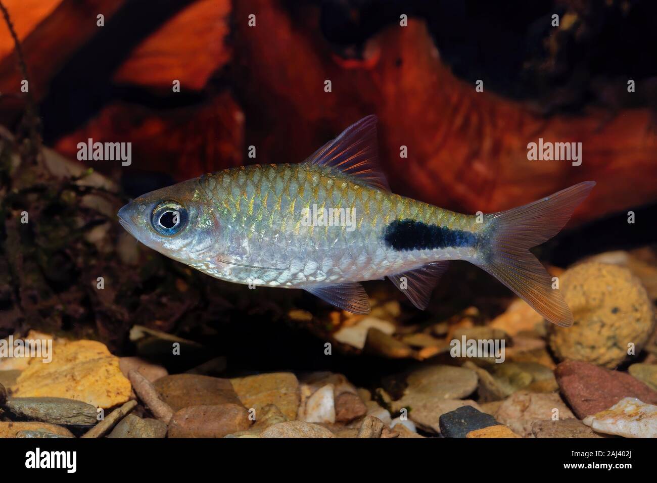 Cyprinid fish Enteromius rohani in a freshwater aquarium Stock Photo
