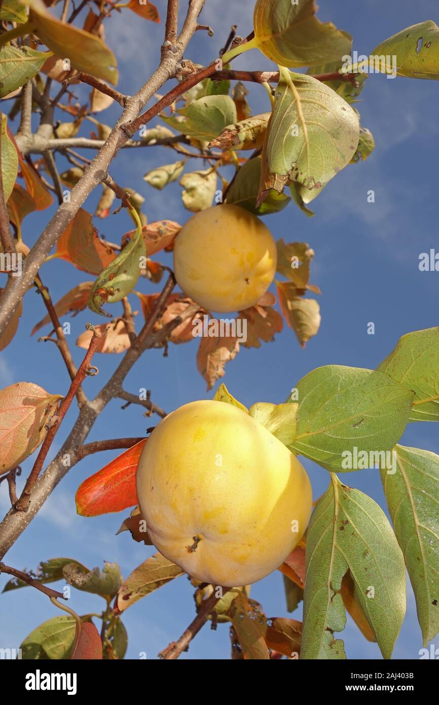 persimmon orange ripe fruits in autumn season Stock Photo