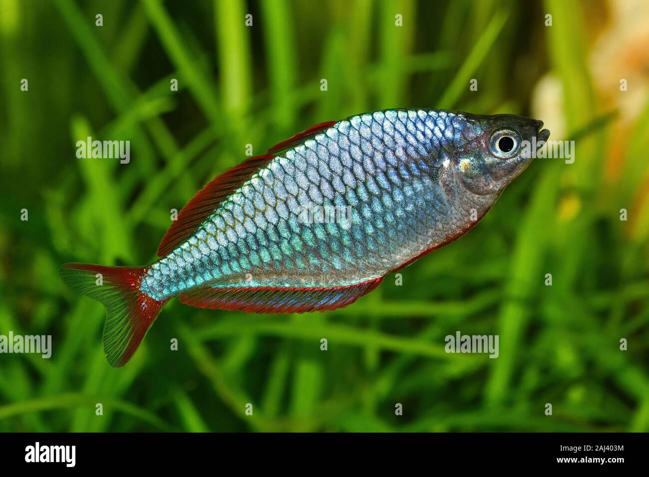Dwarf rainbowfish Melanotaenia praecox in a freshwater aquarium Stock Photo