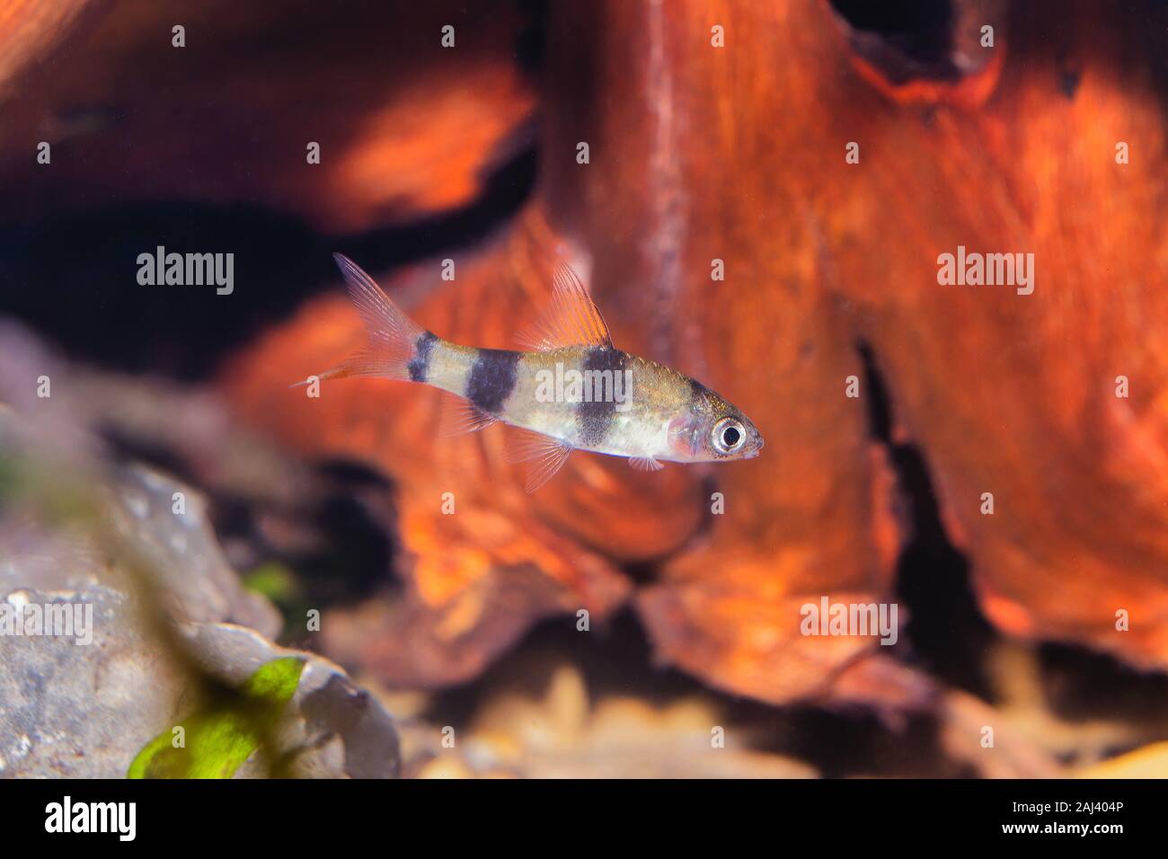 Young cyprinid fish Enteromius rohani in a freshwater aquarium Stock Photo